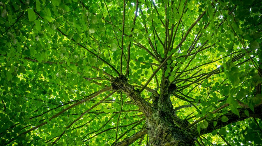 Neutralidad climática: ¿sueño o realidad?