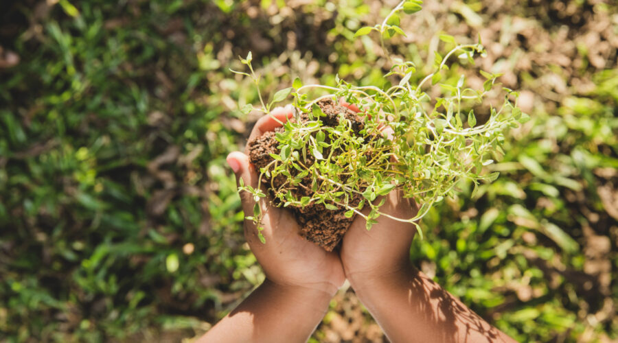 Alimentos sin pesticidas: guía práctica, datos oficiales en España y cómo reducir tu exposición