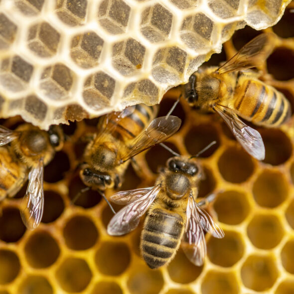 Apadrina una colmena en La Mancha: adopta una colmena, recibe miel artesanal, panal, tintura de propóleos, visita anual y certificado de adopción, y apoya la apicultura sostenible y la protección de las abejas